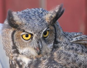 Rescue Owl with yellow eyes