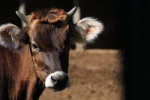 brown cow at Mascota, Jalisco, Mexico