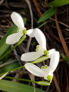 Snowdrop flowers