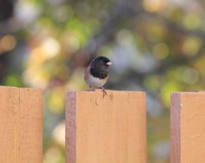 little bird sitting on a fence