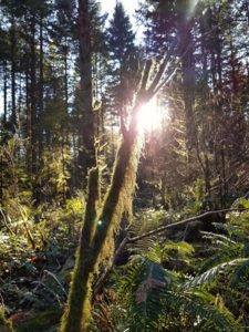 Sun through the moss in the trees in Seal Bay Park 