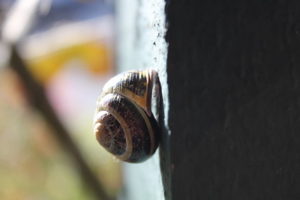 Snail climbing up a post 