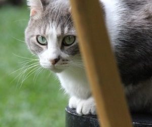 Bubba the cat at Villa Ganz in Guadalajara