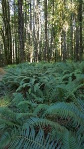 Ferns and trees with sun coming through in a west coast forest