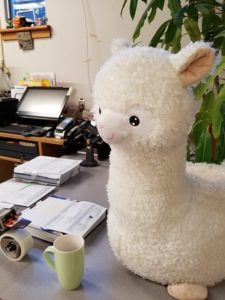 stuffed Llama on a desk