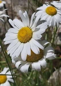White daisy with yellow center facing the sun