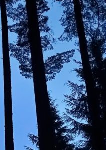 Trees with branches that look like butterfly wings 