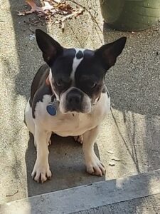 Cute dog, French bulldog, Boston cross