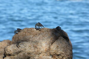 crabs on rocks with the ocean in the background