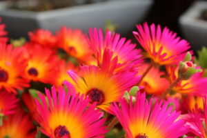livingston Daisies in bright pink and orange