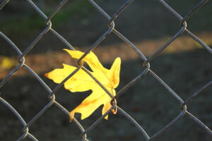 Leaf in a chain link fence 