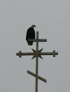 Bald eagle on a church spire