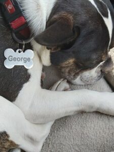sleeping dog with George on his name tag