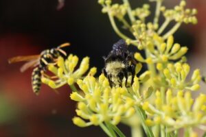 bee and wasp on fennel flowers