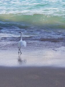 an egret on the beach and an approaching wave