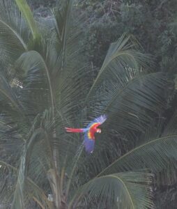 parrot flying 